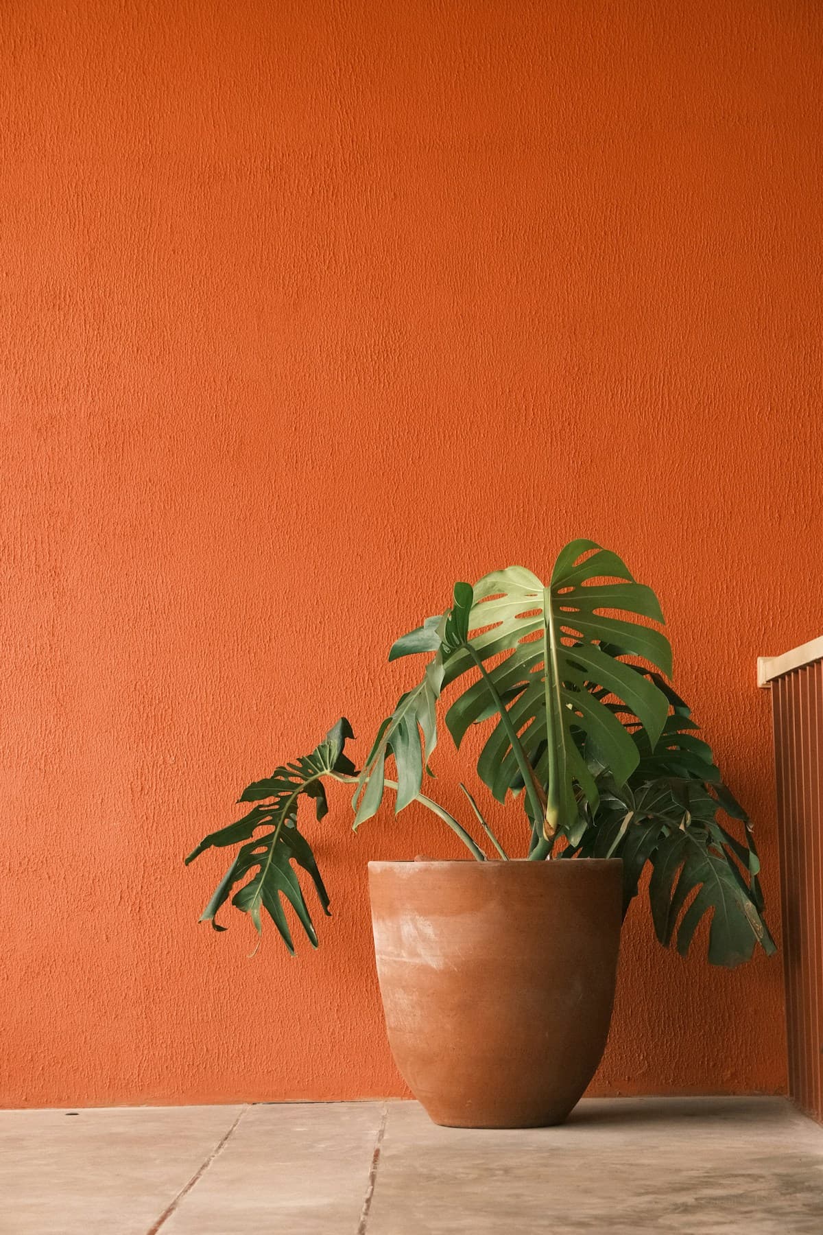 Monstera plant in a terracotta pot