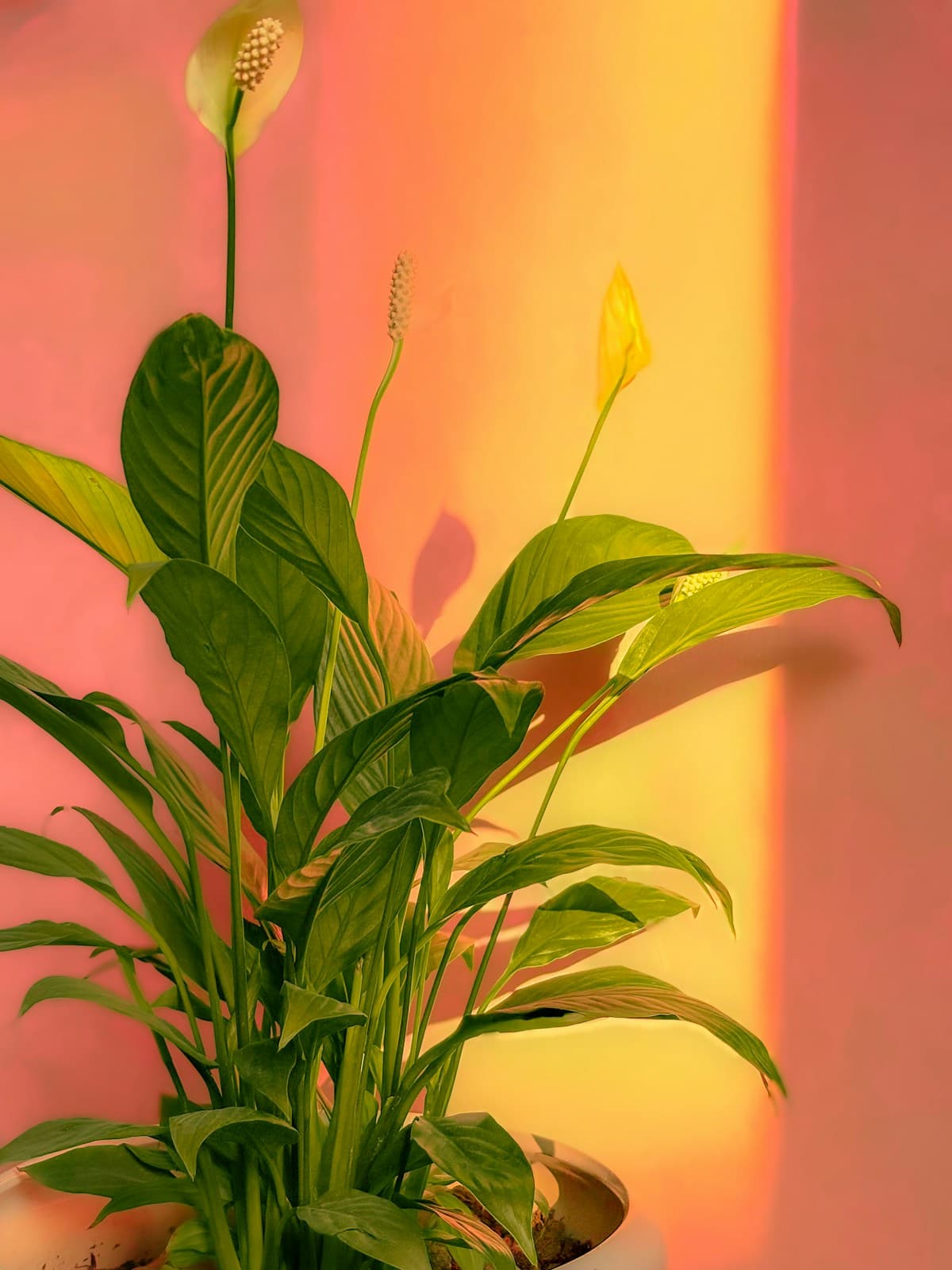 Peace lily in a pot on a wooden chair
