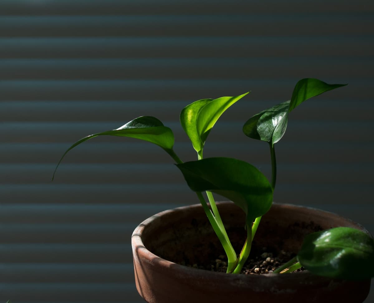 Golden pothos leaves trailing from a hanging pot