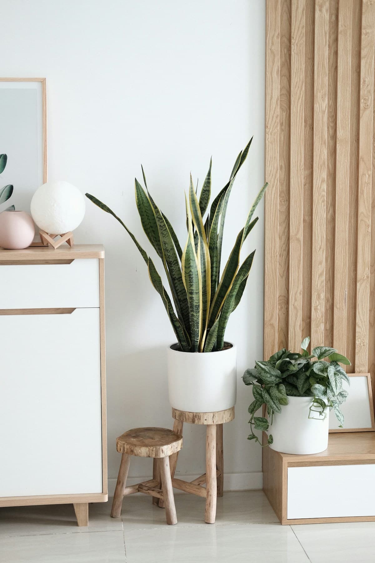 Snake plant in a white vase by a bright window